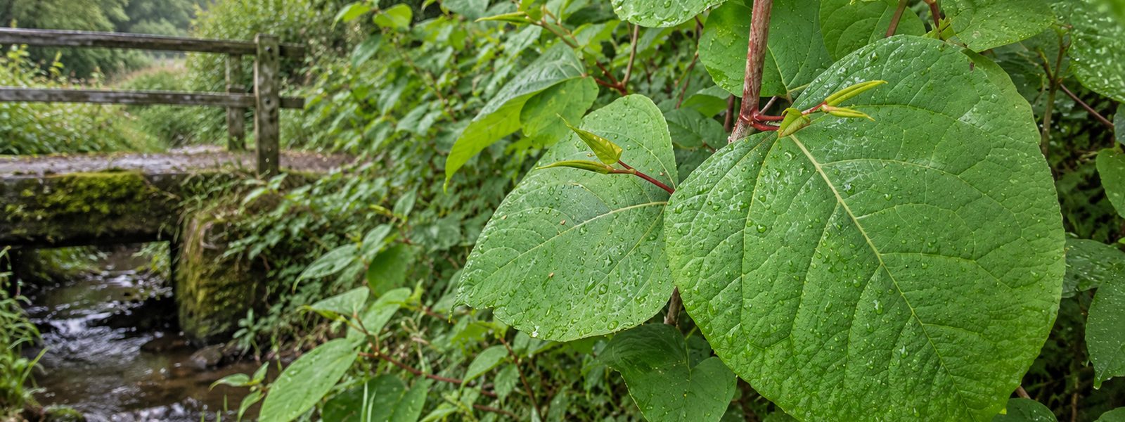 Japanese Knotweed Removal in the South West Japanese Knotweed Removal in the South West